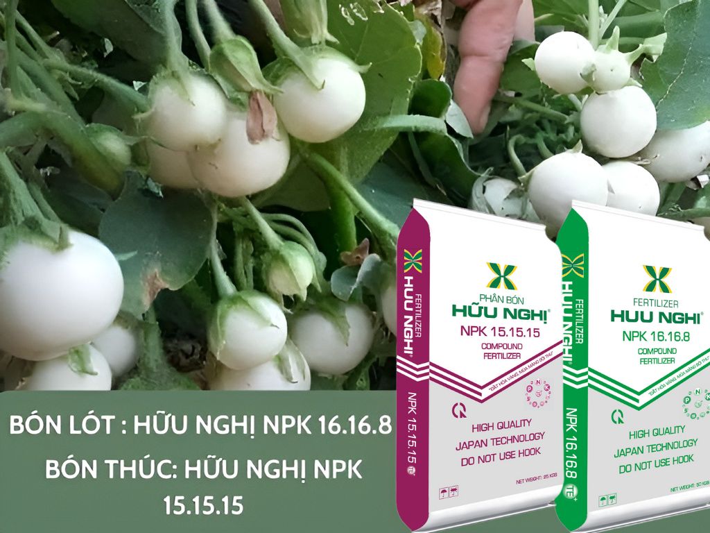 CÔNG TY LIÊN DOANH PHÂN BÓN HỮU NGHỊ Cách trồng cà pháo tại nhà đơn giản