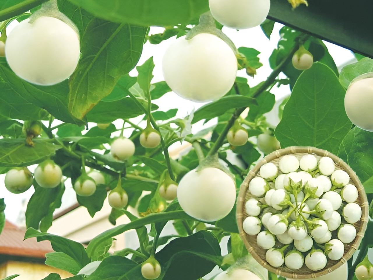 Cách trồng cà pháo tại nhà năng suất nhiều quả