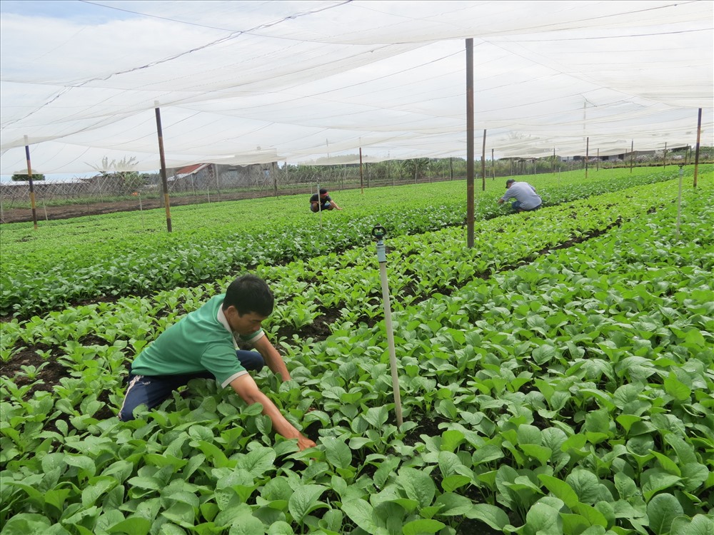 Bón phân cho vườn rau sạch