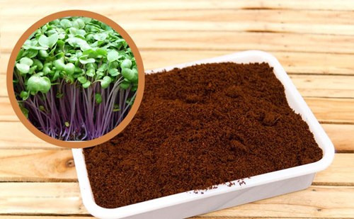 Kinh nghiệm trồng rau trên sân thượng an toàn