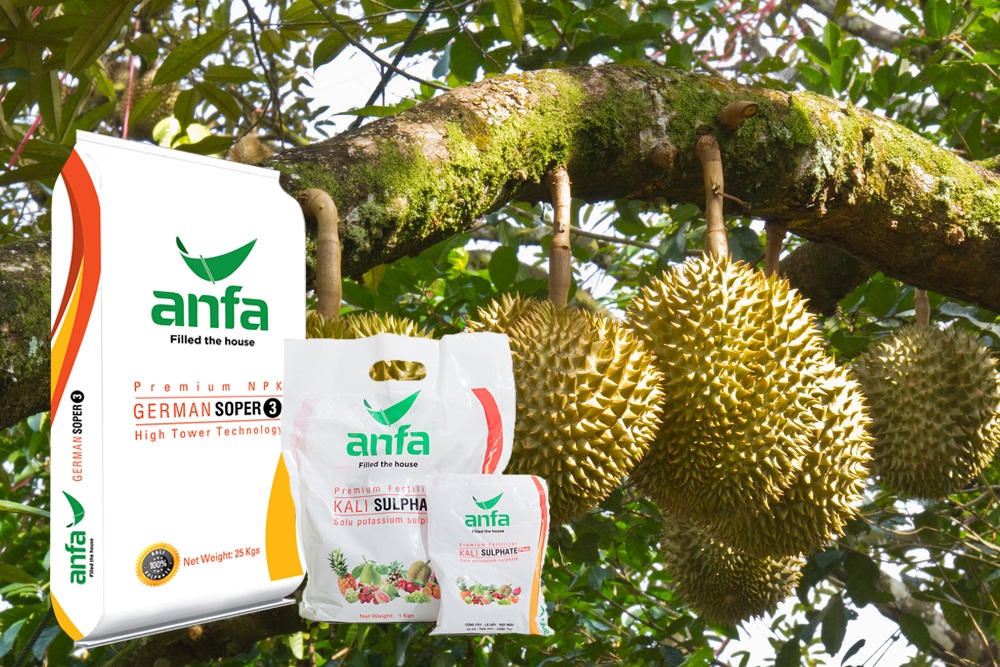 cách ươm hạt sầu riêng