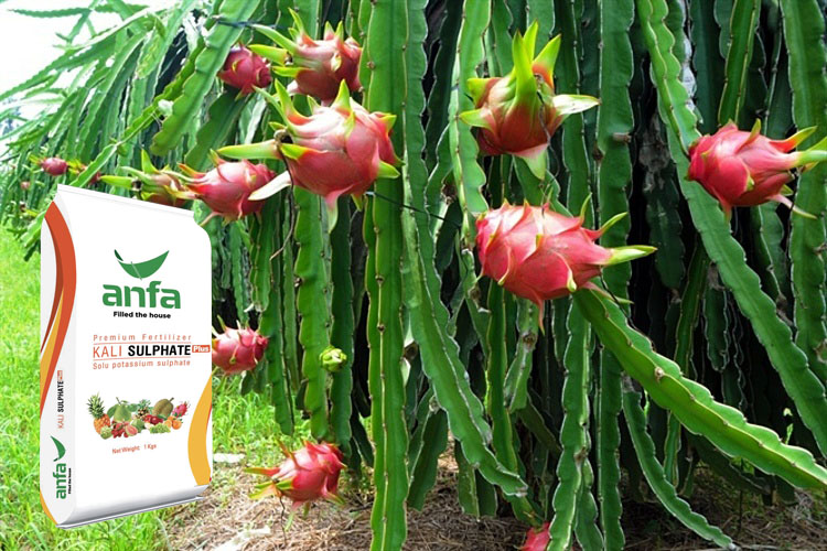 Kỹ thuật bón phân cho thanh long tăng năng suất