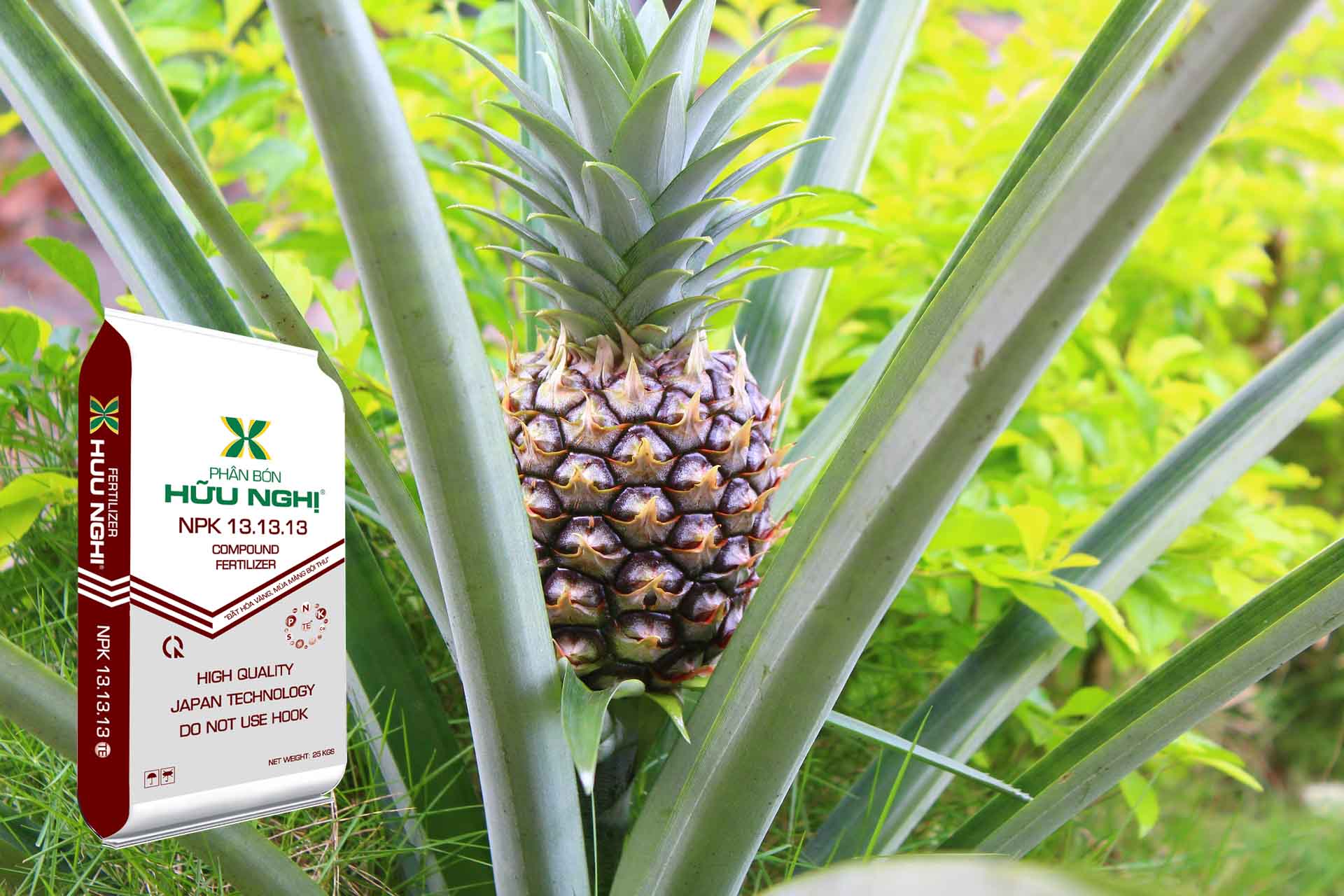 Kỹ thuật trồng dứa thơm khóm tại nhà