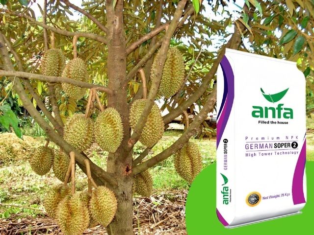 Quy cách trồng sầu riêng