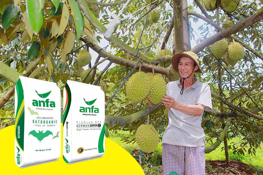 trồng sầu riêng ở miền bắc