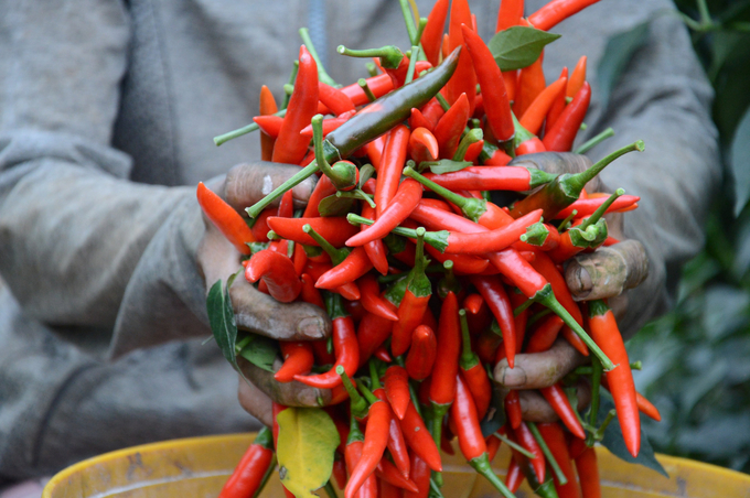 Bón phân NPK cho cây ớt đạt năng suất cao nhất?